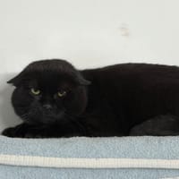 Theo CAB4832, chat à adopter