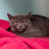 AXEL, chat à adopter