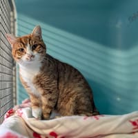 AUTOMNE, chat à adopter