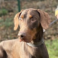 DJANGO, chien à adopter
