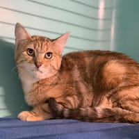 Friponne CAB4591, chatte à adopter