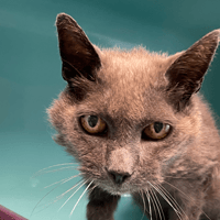 Tortilla, chatte à adopter