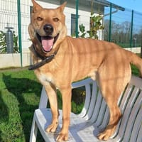 JAMES QCN, chien à adopter