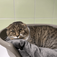 PHILIBERT, chat à adopter