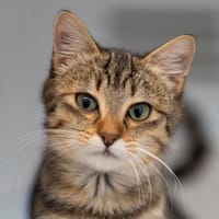 DALIDA, chatte à adopter