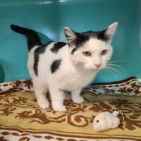 Ulysse, chat à adopter