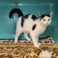 Ulysse (réservé), chat à adopter