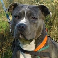 BISCUIT PAA23026, chien à adopter