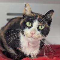 Jaka, chatte à adopter