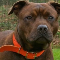 MIETTE PAA23025, chienne à adopter