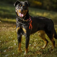 ERMINE HAA24615, chienne à adopter