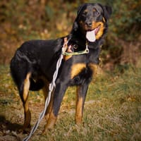 HYDROMEL HAA24616, chien à adopter