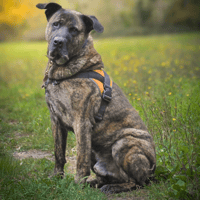 ZAYOU HAA24488, chien à adopter