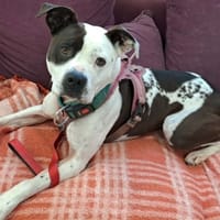 RUBY QCN, chienne à adopter