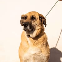 Lila, chienne à adopter