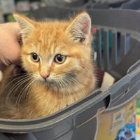 Baba au rhum, chat à adopter