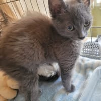 Rollo, chat à adopter