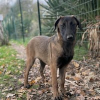Mila, chienne à adopter