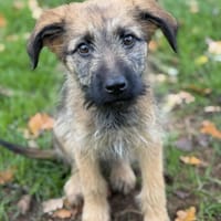 Alba, chienne à adopter