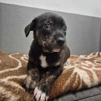 Nori, pies do adopcji