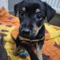 Dara, suczka do adopcji