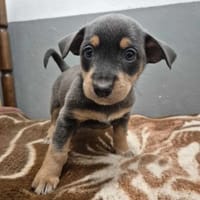 Mila, suczka do adopcji