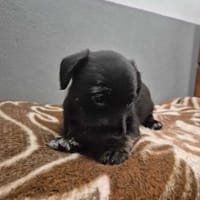 Rinek, pies do adopcji