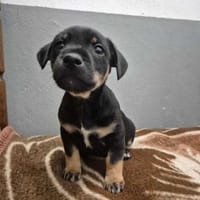 Timuś, pies do adopcji