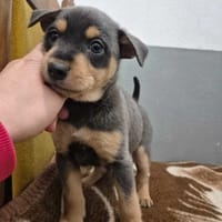 Livo, pies do adopcji