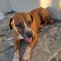 MUFFIN, chien à adopter