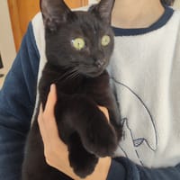 Kelly, gatto femmina da adottare