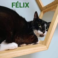 FELIX, chat à adopter