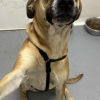 SWEETY, chienne à adopter