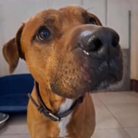 JACK, chien à adopter