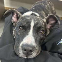 LOVA, chienne à adopter