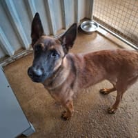 FLY, chien à adopter