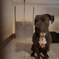 KIFF, chien à adopter