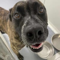 DONUTS, chien à adopter