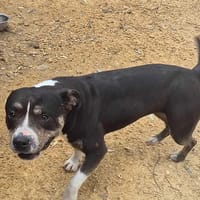 Uriel, chienne à adopter