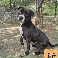 Urus, chien à adopter