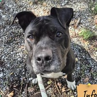 Bonnie ( sos panier retraite), chienne à adopter