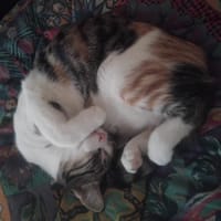 Lisa, gatto femmina da adottare