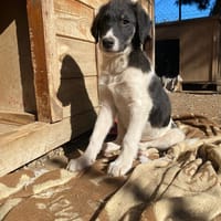 Tekki, chien à adopter