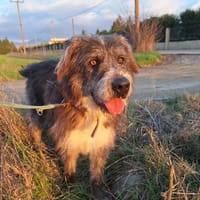Pierro, chien à adopter