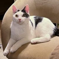 Meester, katers ter adoptie