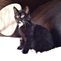 Rubus, katers ter adoptie