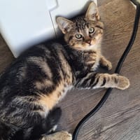 Prunus, katers ter adoptie