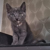 Cornetto, poezen ter adoptie