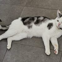 Billy, katers ter adoptie
