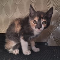 Sundae, poezen ter adoptie